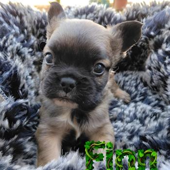 Finn Mâle Bouledogue francais