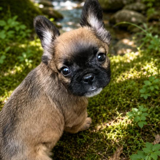chiot Bouledogue francais Fluffy Fauve rouge masque noir Finn Élevage de la famille dog étoilée  