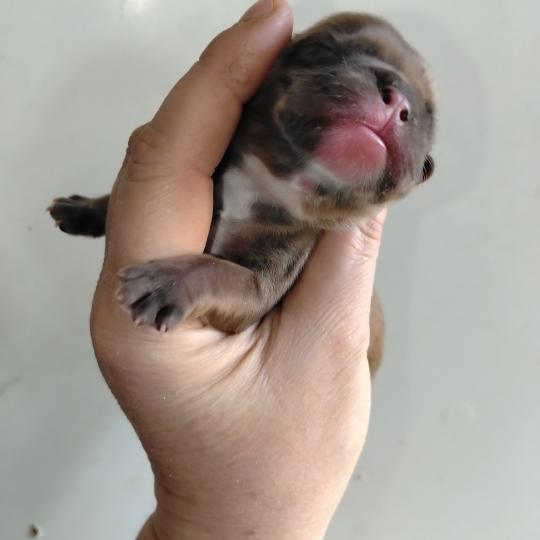 chiot Bouledogue francais Fauve merle Hunter Élevage de la famille dog étoilée  