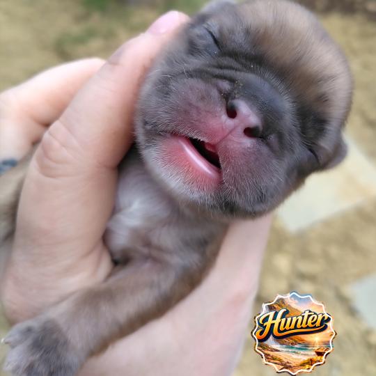 chiot Bouledogue francais Merle Hunter Élevage de la famille dog étoilée  