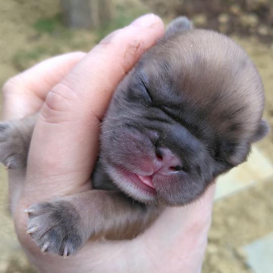 chiot Bouledogue francais Merle Hunter Élevage de la famille dog étoilée  