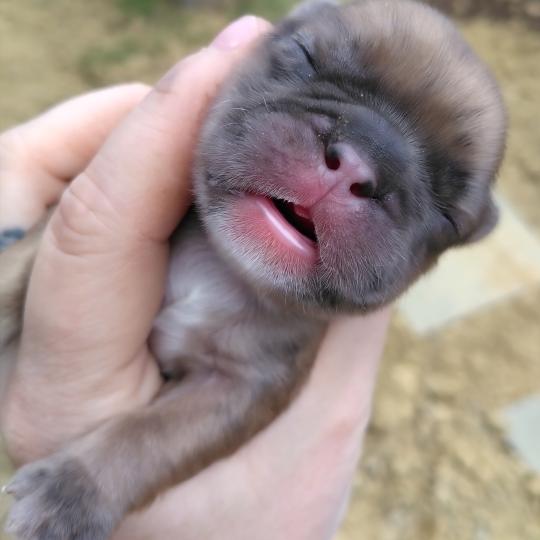 chiot Bouledogue francais Merle Hunter Élevage de la famille dog étoilée  