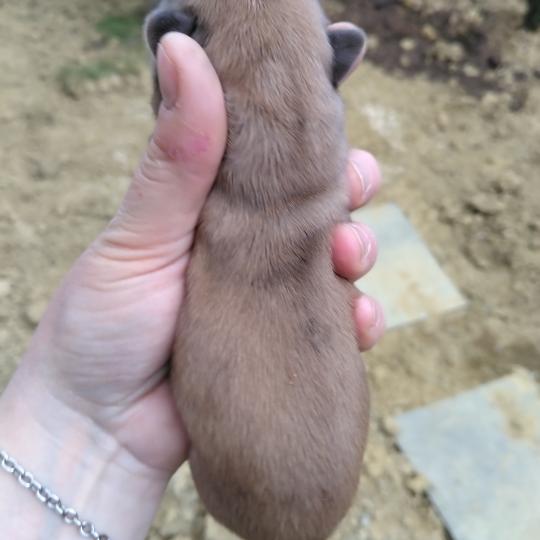 chiot Bouledogue francais Merle Hunter Élevage de la famille dog étoilée  