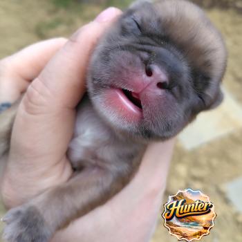 Hunter Mâle Bouledogue francais