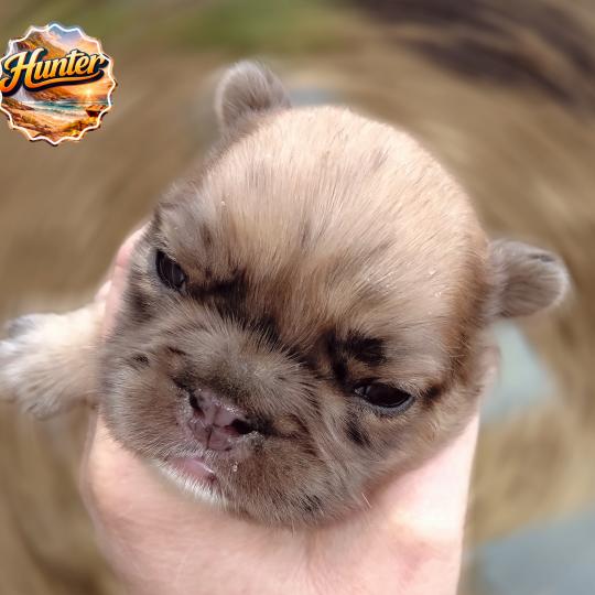 chiot Bouledogue francais Merle Hunter Élevage de la famille dog étoilée  