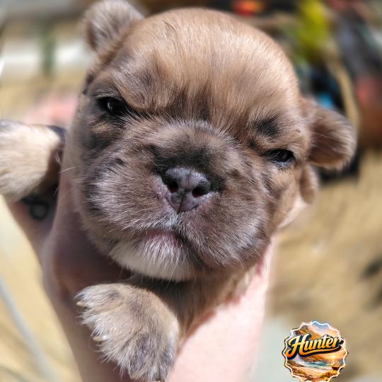 chiot Bouledogue francais Merle Hunter Élevage de la famille dog étoilée  