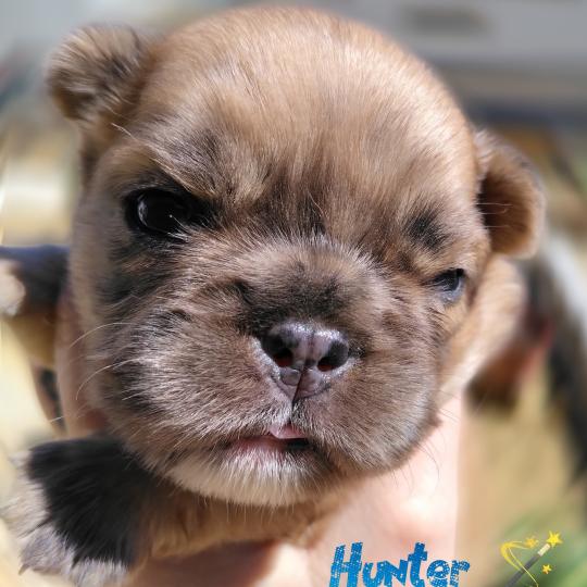 chiot Bouledogue francais Merle Hunter Élevage de la famille dog étoilée  