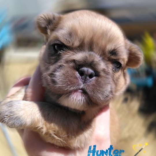 chiot Bouledogue francais Merle Hunter Élevage de la famille dog étoilée  