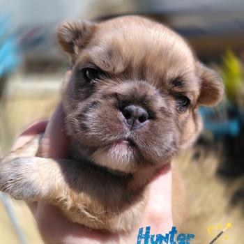 Hunter Mâle Bouledogue francais