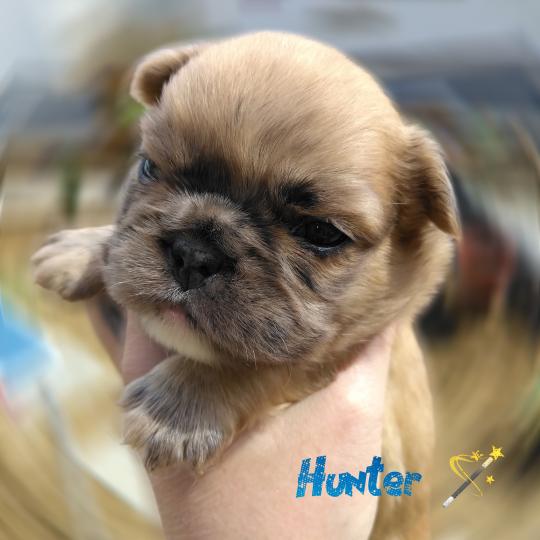 chiot Bouledogue francais Merle Hunter Élevage de la famille dog étoilée  