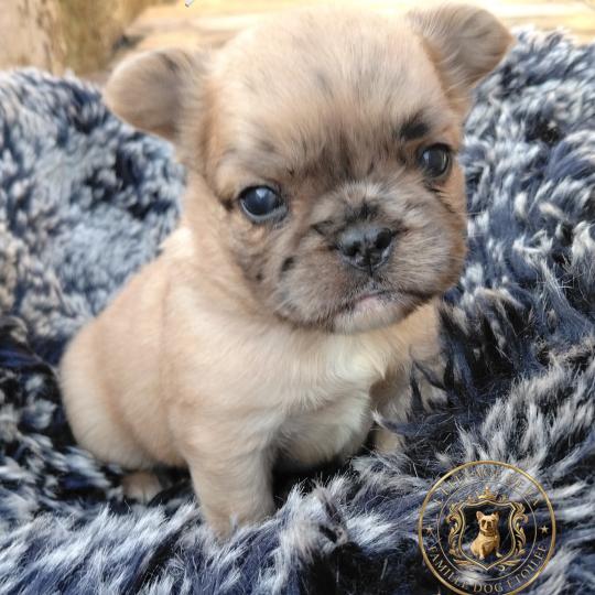 chiot Bouledogue francais Fluffy Fauve Merle Hunter Élevage de la famille dog étoilée  