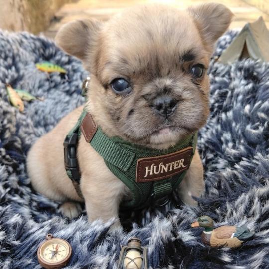 chiot Bouledogue francais Fluffy Fauve Merle Hunter Élevage de la famille dog étoilée  