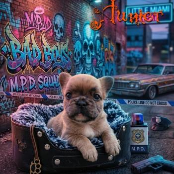 Hunter Mâle Bouledogue francais