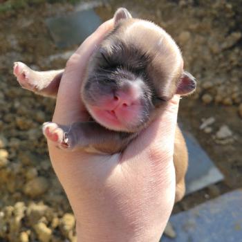 Jacob Mâle Bouledogue francais