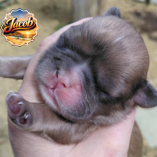 chiot Bouledogue francais Merle Jacob Élevage de la famille dog étoilée  