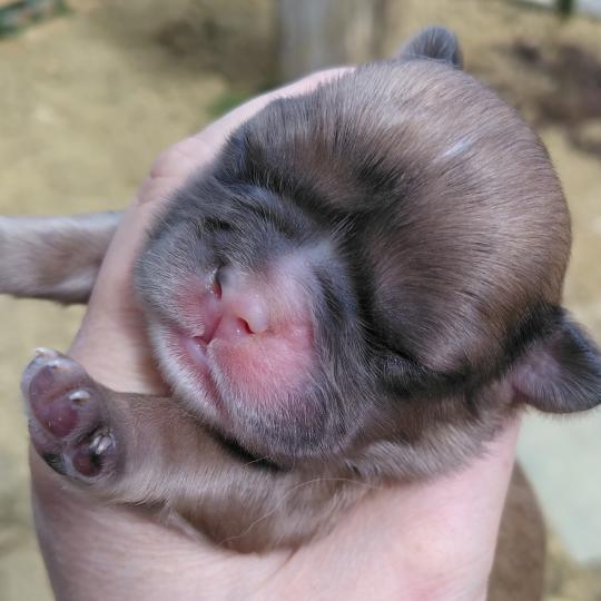 chiot Bouledogue francais Merle Jacob Élevage de la famille dog étoilée  