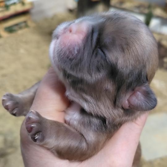 chiot Bouledogue francais Merle Jacob Élevage de la famille dog étoilée  