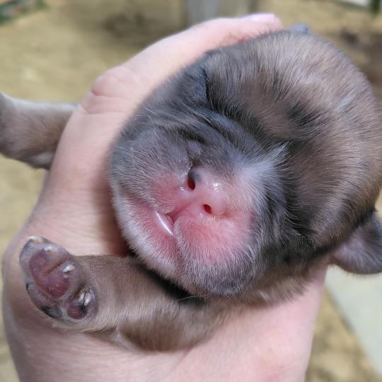 chiot Bouledogue francais Merle Jacob Élevage de la famille dog étoilée  