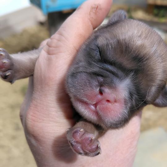 chiot Bouledogue francais Merle Jacob Élevage de la famille dog étoilée  
