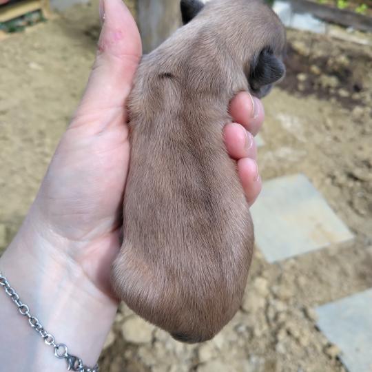 chiot Bouledogue francais Merle Jacob Élevage de la famille dog étoilée  