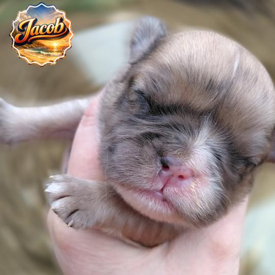 chiot Bouledogue francais Merle Jacob Élevage de la famille dog étoilée  