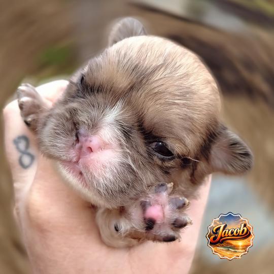 chiot Bouledogue francais Merle Jacob Élevage de la famille dog étoilée  