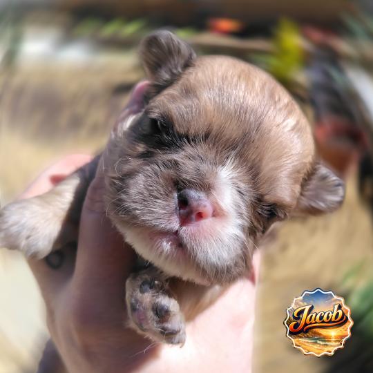 chiot Bouledogue francais Merle Jacob Élevage de la famille dog étoilée  