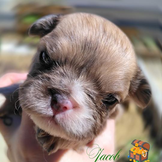 chiot Bouledogue francais Merle Jacob Élevage de la famille dog étoilée  