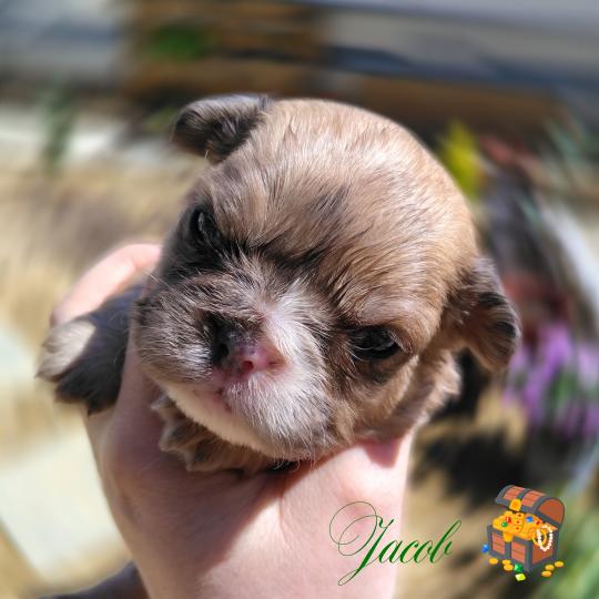 chiot Bouledogue francais Merle Jacob Élevage de la famille dog étoilée  