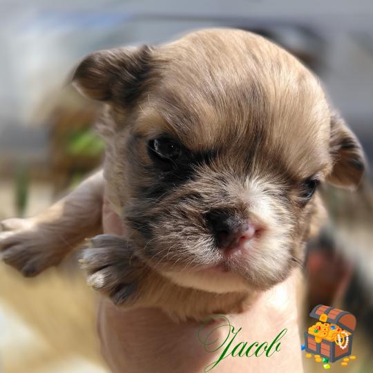 chiot Bouledogue francais Merle Jacob Élevage de la famille dog étoilée  