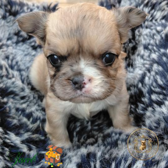 chiot Bouledogue francais Fluffy Fauve Merle Jacob Élevage de la famille dog étoilée  