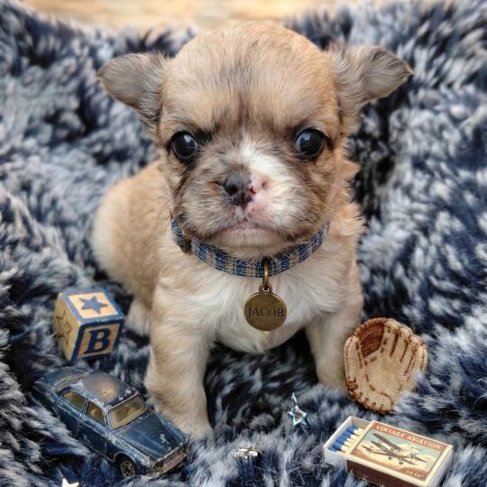 chiot Bouledogue francais Fluffy Fauve Merle Jacob Élevage de la famille dog étoilée  