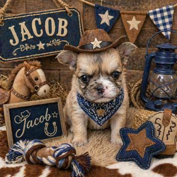 Jacob Mâle Bouledogue francais