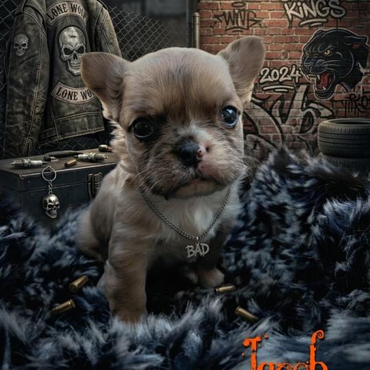 chiot Bouledogue francais Fluffy Fauve Merle Jacob Élevage de la famille dog étoilée  