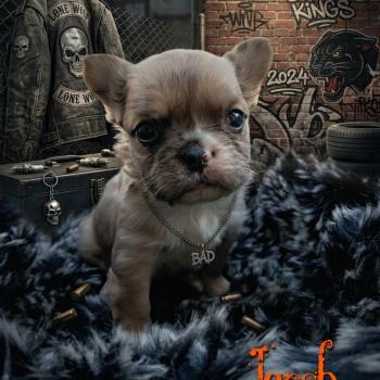 Jacob Mâle Bouledogue francais