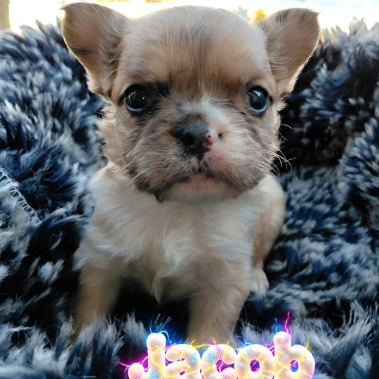 chiot Bouledogue francais Fluffy Fauve Merle Jacob Élevage de la famille dog étoilée  