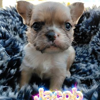 Jacob Mâle Bouledogue francais