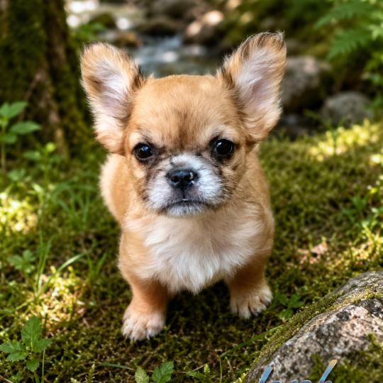 chiot Bouledogue francais Fluffy Fauve Merle Jacob Élevage de la famille dog étoilée  