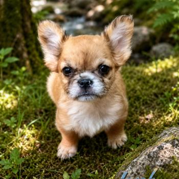 Jacob Mâle Bouledogue francais
