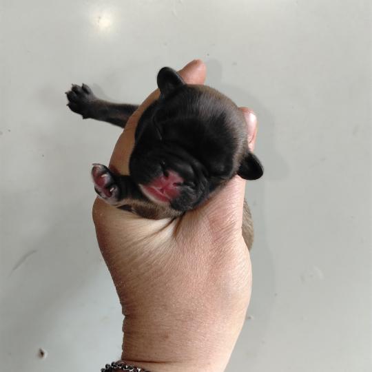 chiot Bouledogue francais Fauve charbonné masque noir Kyle Élevage de la famille dog étoilée  