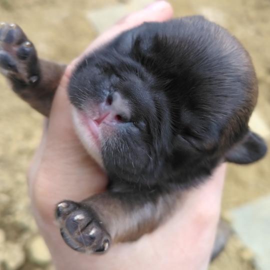 chiot Bouledogue francais ? Kyle Élevage de la famille dog étoilée  