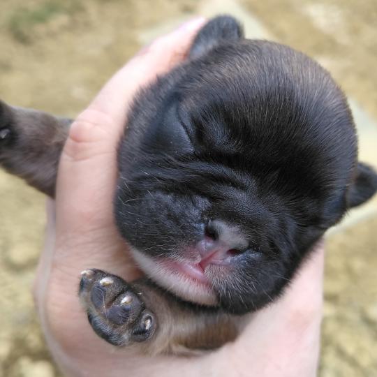 chiot Bouledogue francais ? Kyle Élevage de la famille dog étoilée  