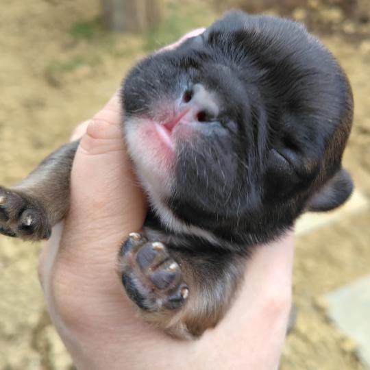 chiot Bouledogue francais ? Kyle Élevage de la famille dog étoilée  