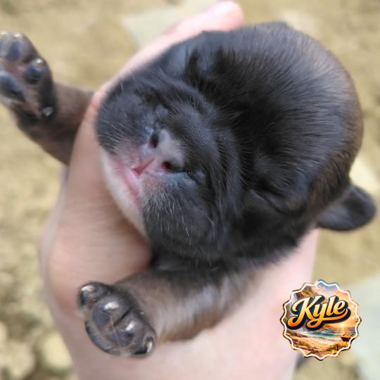chiot Bouledogue francais ? Kyle Élevage de la famille dog étoilée  