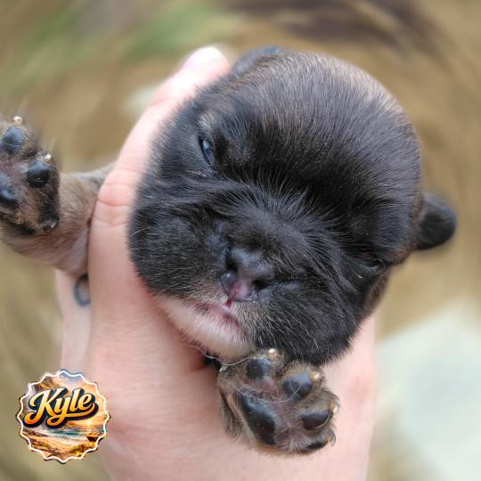 chiot Bouledogue francais ? Kyle Élevage de la famille dog étoilée  