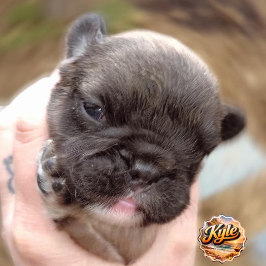 chiot Bouledogue francais ? Kyle Élevage de la famille dog étoilée  