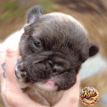 Kyle Mâle Bouledogue francais