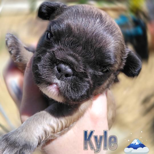 chiot Bouledogue francais ? Kyle Élevage de la famille dog étoilée  