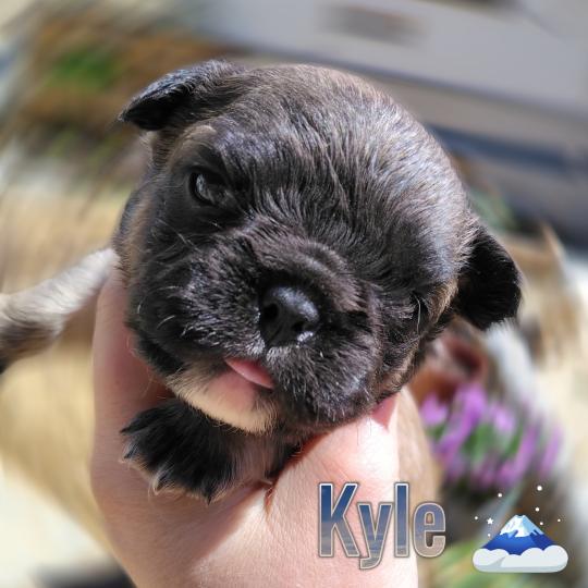 chiot Bouledogue francais ? Kyle Élevage de la famille dog étoilée  