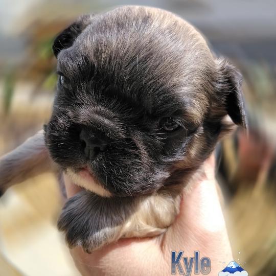 chiot Bouledogue francais ? Kyle Élevage de la famille dog étoilée  
